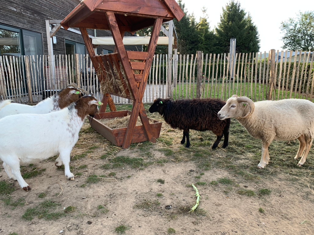 Nieuw Schapen Zorgboerderij Ransdalerveld